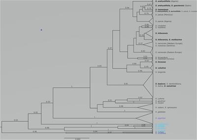 Convergent Morphological Evolution in Silene Sect. Italicae (Caryophyllaceae) in the Mediterranean Basin